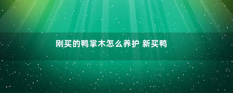 刚买的鸭掌木怎么养护 新买鸭掌木的养殖方法